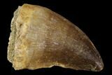 Mosasaur (Prognathodon) Tooth - Morocco #118911-1